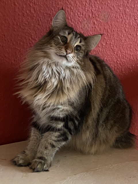 IC. D* Lina I vom Wunderstern