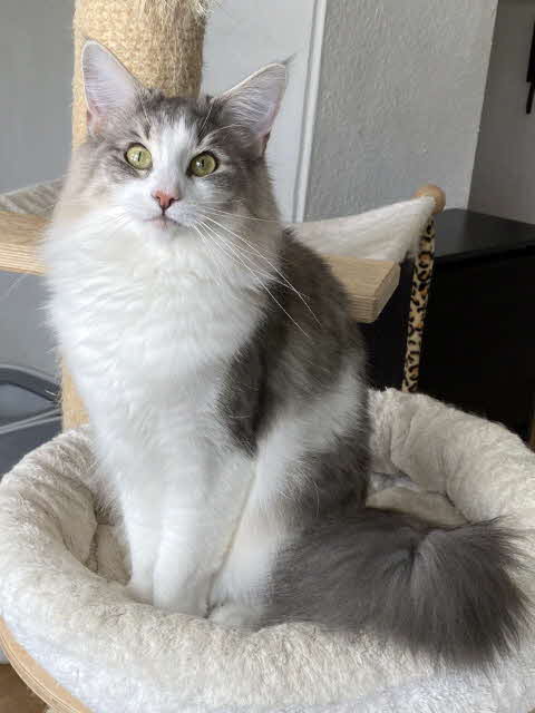 JCH., IC. Ultra Bluette de Laïloken *FR JCH., IC. Ultra Bluette de Laïloken *FR