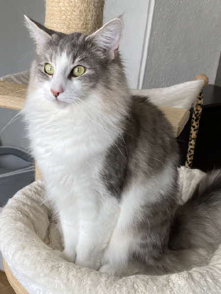 Ultra Bluette Ultra Bluette