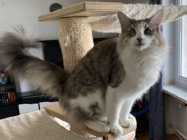 Ultra Bluette Ultra Bluette