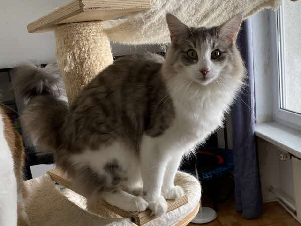 Ultra Bluette Ultra Bluette