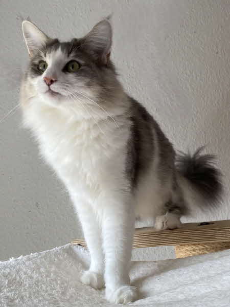 Ultra Bluette Ultra Bluette