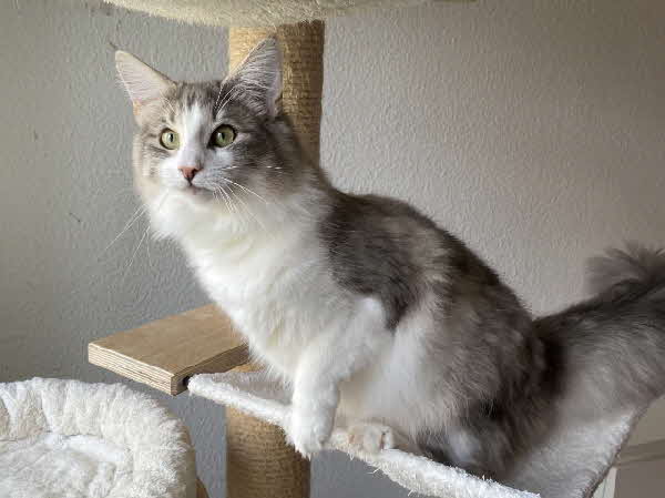 Ultra Bluette Ultra Bluette