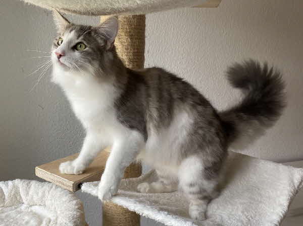 Ultra Bluette Ultra Bluette