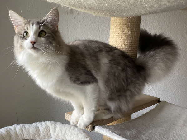 Ultra Bluette Ultra Bluette