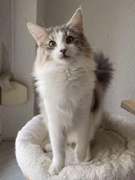 Ultra Bluette Ultra Bluette