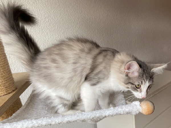 Ultra Bluette Ultra Bluette