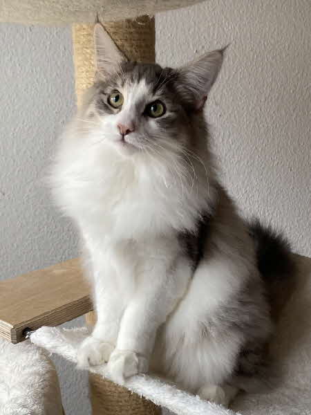 Ultra Bluette Ultra Bluette