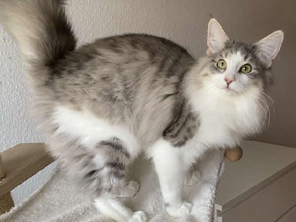 Ultra Bluette Ultra Bluette