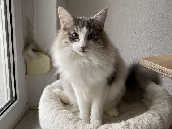 Ultra Bluette Ultra Bluette