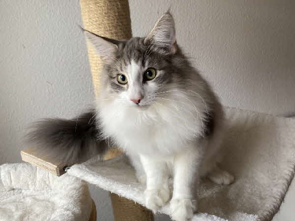 Ultra Bluette Ultra Bluette