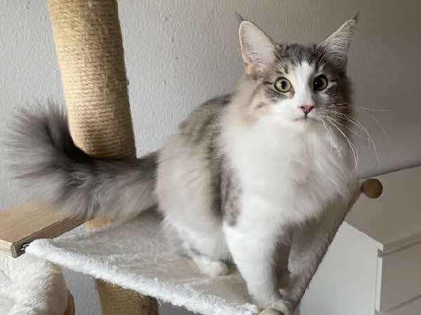 Ultra Bluette Ultra Bluette