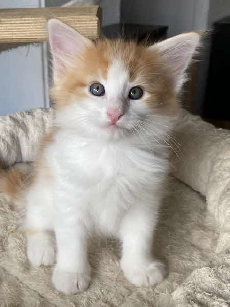 Carlos