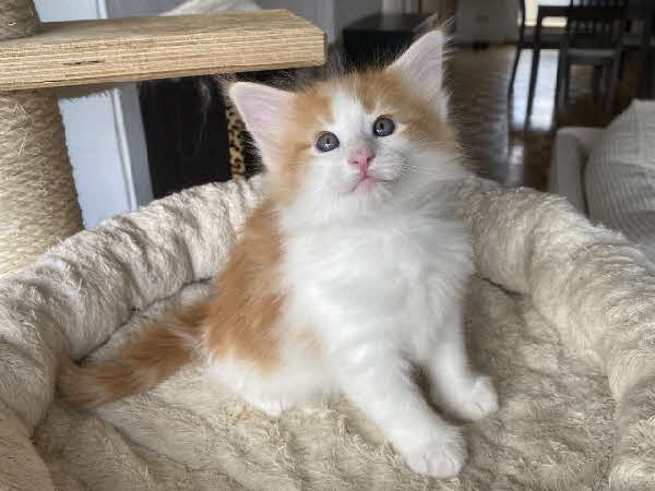 Carlos