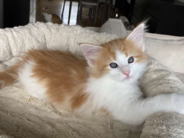 Carlos