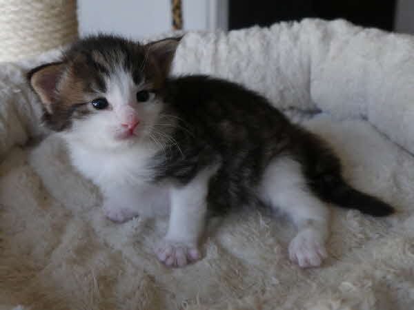 Ares