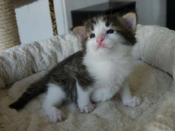 Ares