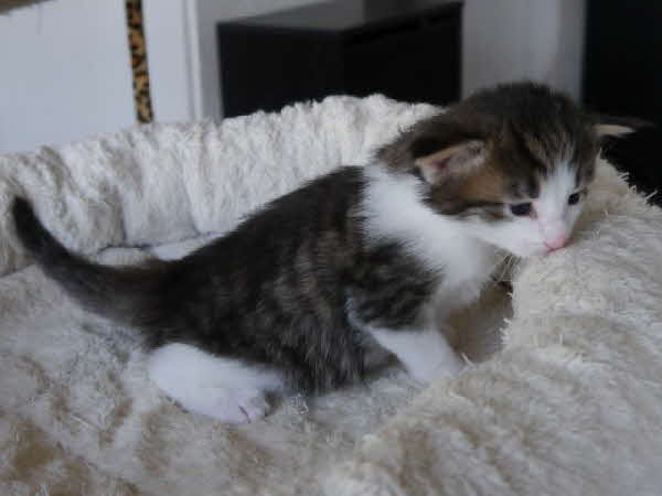 Ares