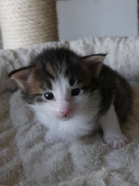 Ares