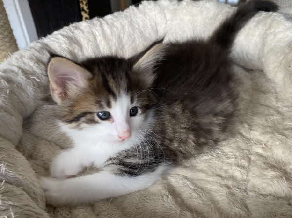 Ares