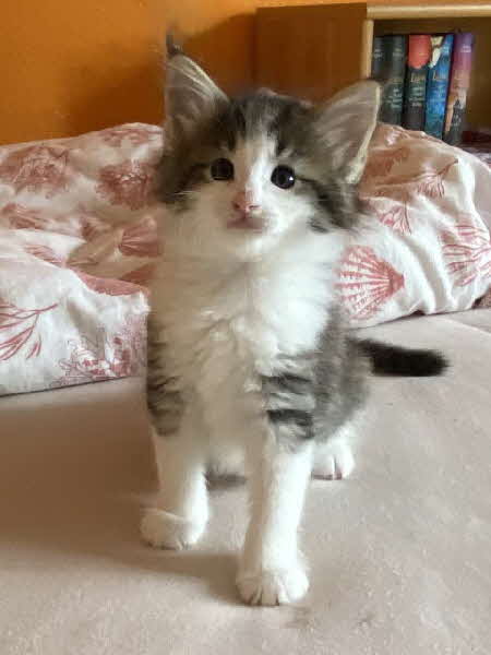 Ares