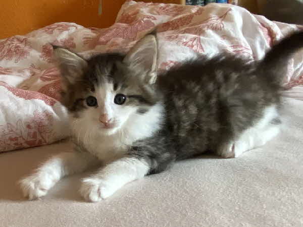 Ares