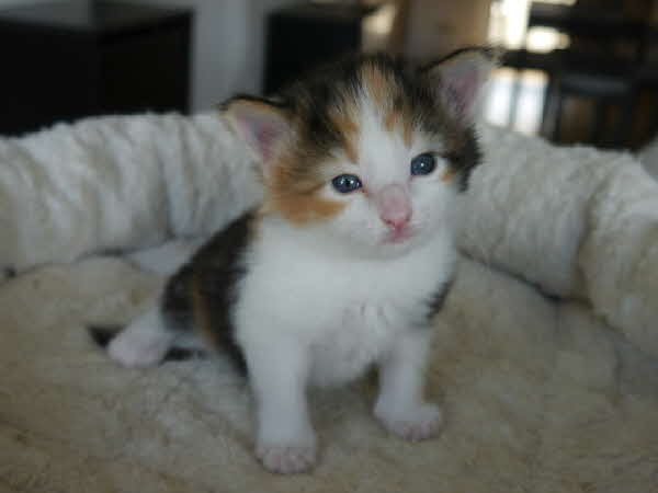 Athene