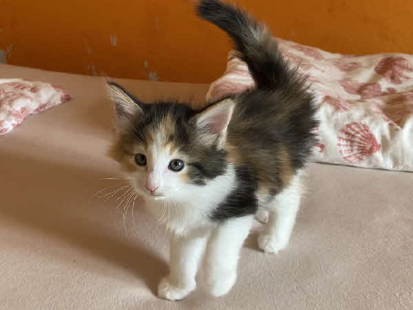 Athene