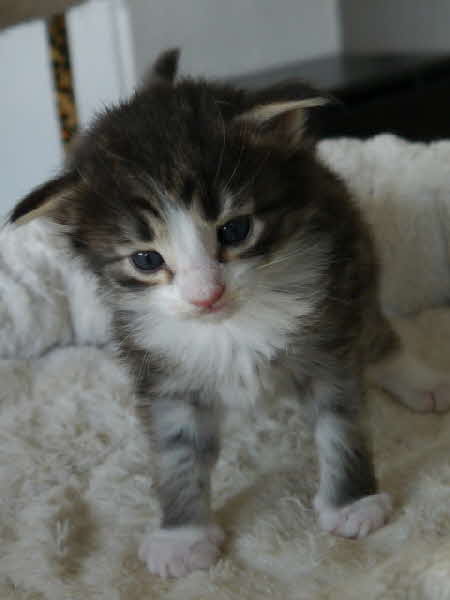 Vicente
