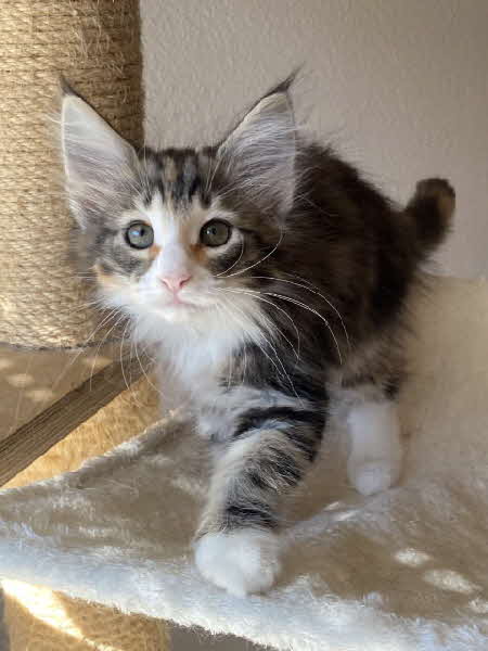 Freyja