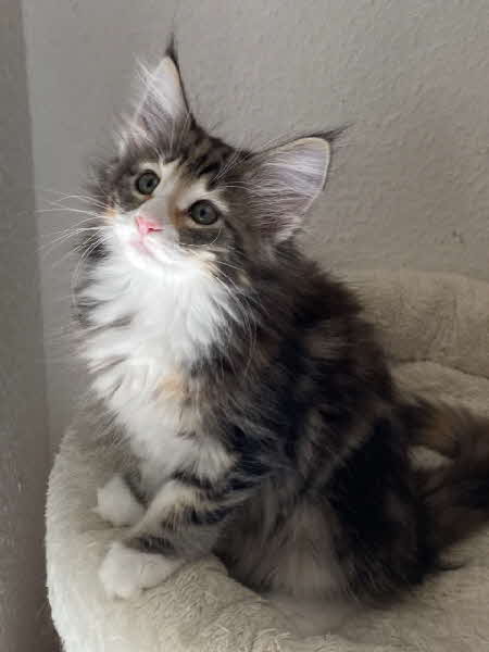 Freyja