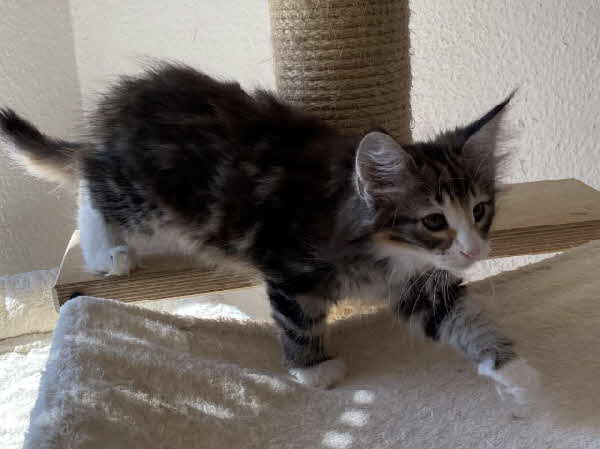 Freyja