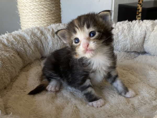 Freyja
