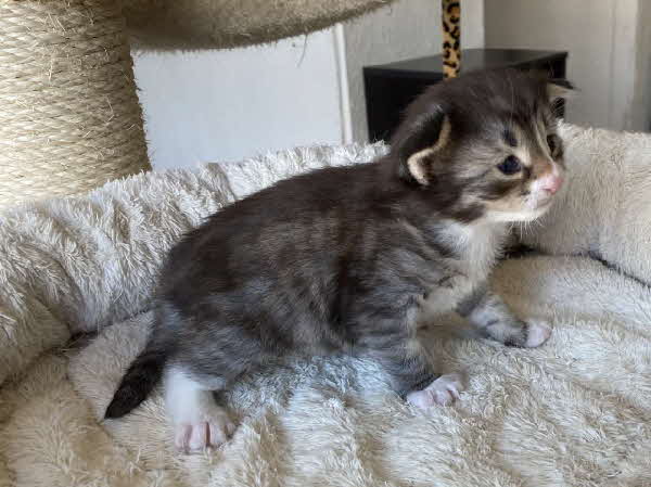 Loki