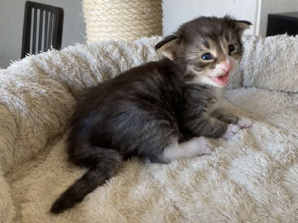 Loki