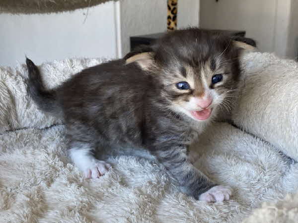 Loki