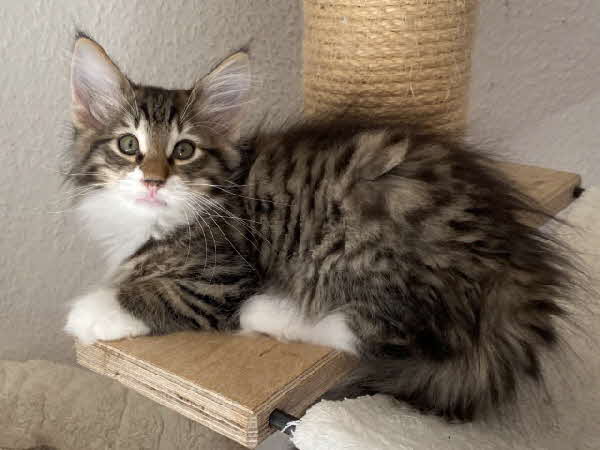 Thor