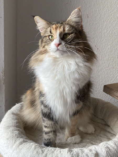 NW'24 KCH. NL* Perun's Maggie Moonshine