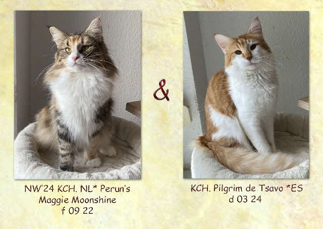 Maggie und Pilgrim